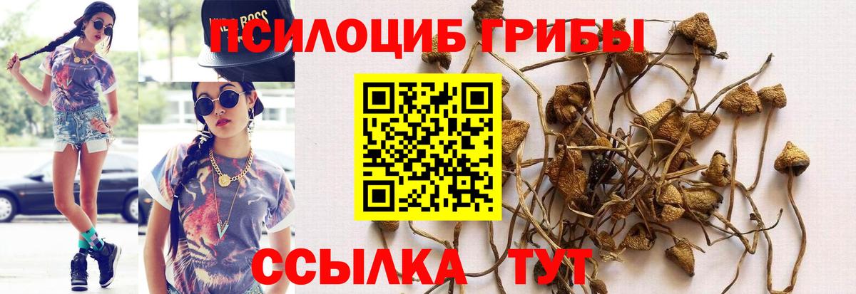 Псилоцибиновые грибы ЛСД  Псилоцибиновые грибы Cubensis  купить наркотик  Вход с VPN  Тамбов 
